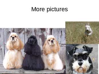 Dogs #8