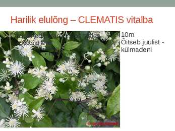 Rohtsed haljastustaimed #101