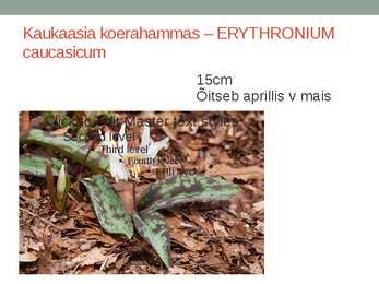 Rohtsed haljastustaimed #104