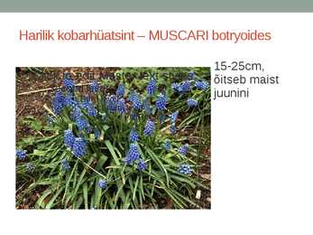 Rohtsed haljastustaimed #108