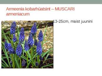 Rohtsed haljastustaimed #109
