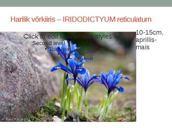 Rohtsed haljastustaimed #123