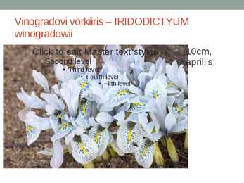 Rohtsed haljastustaimed #124