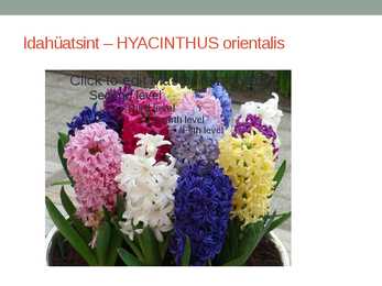 Rohtsed haljastustaimed #126