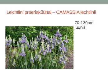 Rohtsed haljastustaimed #127