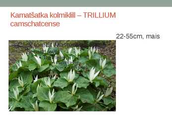 Rohtsed haljastustaimed #128