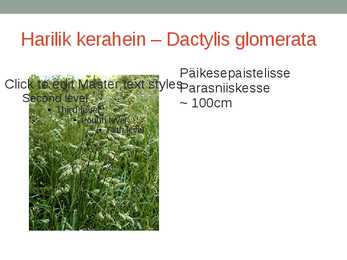 Rohtsed haljastustaimed #14