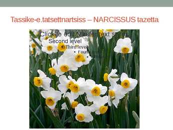 Rohtsed haljastustaimed #142