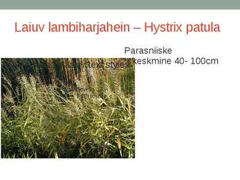 Rohtsed haljastustaimed #16