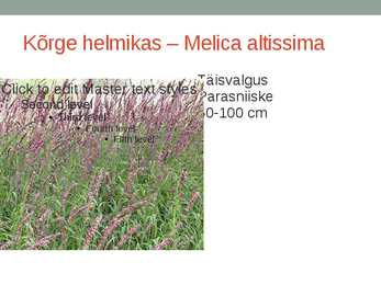 Rohtsed haljastustaimed #19