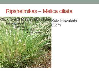 Rohtsed haljastustaimed #20