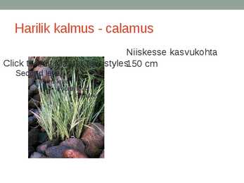 Rohtsed haljastustaimed #3
