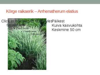 Rohtsed haljastustaimed #26