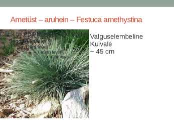 Rohtsed haljastustaimed #30