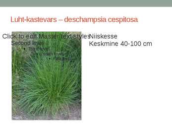Rohtsed haljastustaimed #4