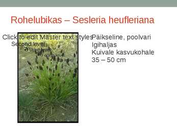 Rohtsed haljastustaimed #35