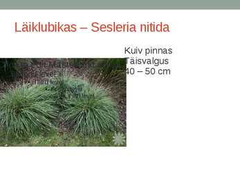 Rohtsed haljastustaimed #36