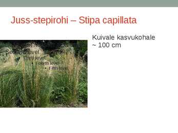 Rohtsed haljastustaimed #38