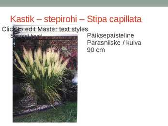 Rohtsed haljastustaimed #39