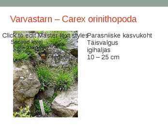 Rohtsed haljastustaimed #43