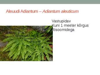 Rohtsed haljastustaimed #49