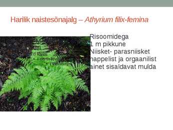 Rohtsed haljastustaimed #50