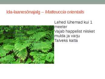 Rohtsed haljastustaimed #51
