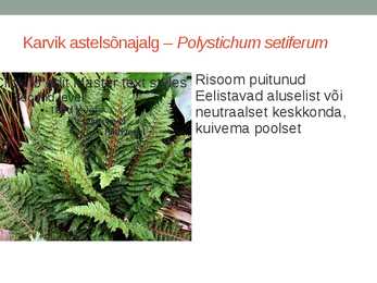 Rohtsed haljastustaimed #52
