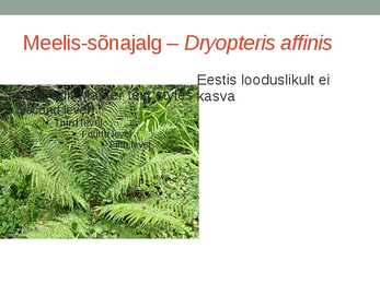 Rohtsed haljastustaimed #54
