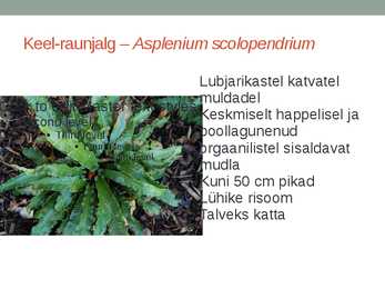 Rohtsed haljastustaimed #55