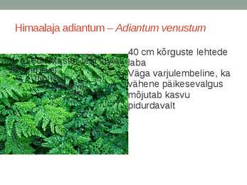 Rohtsed haljastustaimed #57
