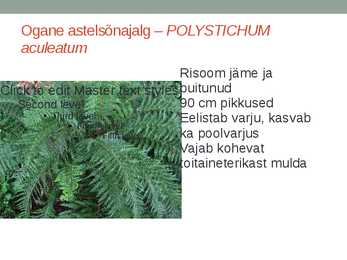 Rohtsed haljastustaimed #58