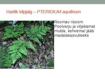Rohtsed haljastustaimed #59