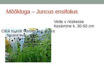 Rohtsed haljastustaimed #7