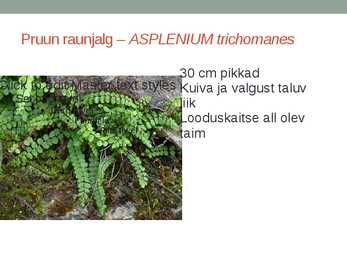 Rohtsed haljastustaimed #61