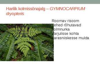 Rohtsed haljastustaimed #62