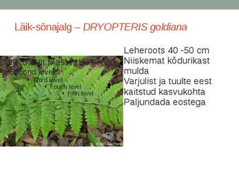 Rohtsed haljastustaimed #63