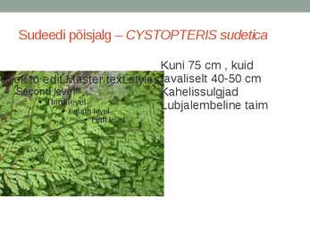 Rohtsed haljastustaimed #64