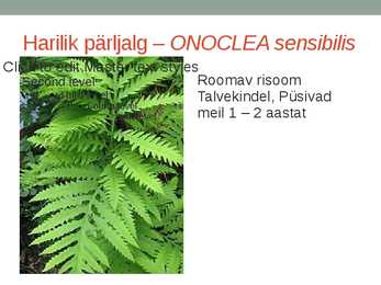 Rohtsed haljastustaimed #66