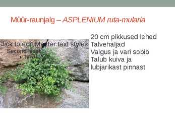 Rohtsed haljastustaimed #67