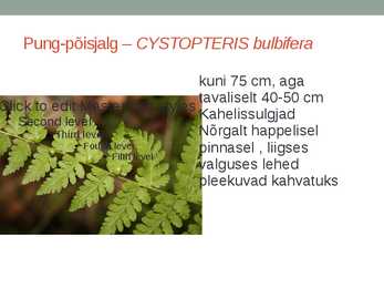 Rohtsed haljastustaimed #68