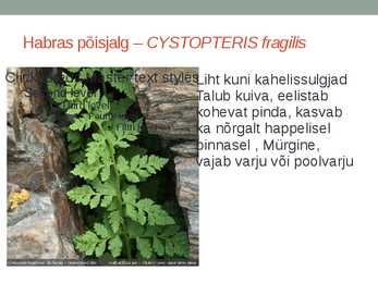 Rohtsed haljastustaimed #70