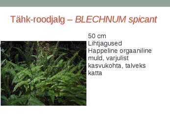Rohtsed haljastustaimed #71