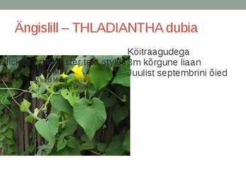 Rohtsed haljastustaimed #74