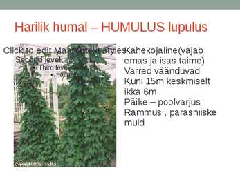 Rohtsed haljastustaimed #75