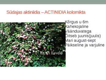Rohtsed haljastustaimed #78