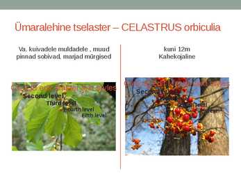 Rohtsed haljastustaimed #80