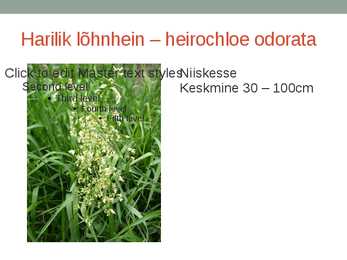 Rohtsed haljastustaimed #9