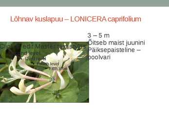 Rohtsed haljastustaimed #81