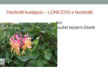 Rohtsed haljastustaimed #85